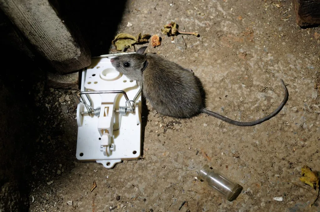 Muizenbestrijding Amstelveen